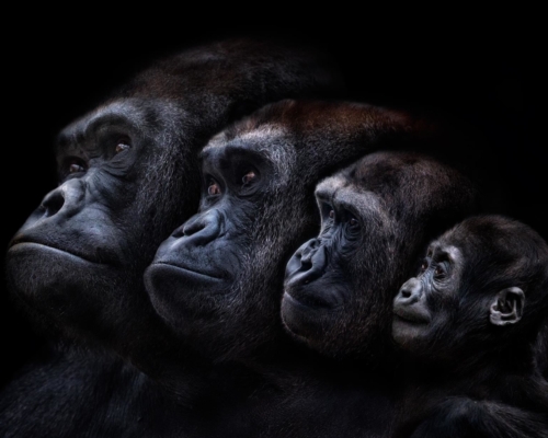 Gorilla family on black background studio photo