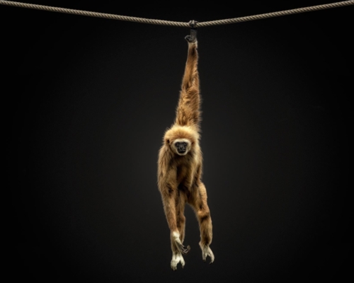 Gibbon on black background studio photo