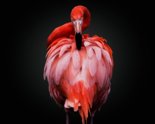 American flamingo on black background studio photo