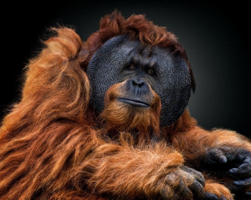 Male sumatran orangutan (Pongo abelii) on black background studio photo