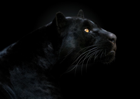 Black jaguar on black background studio photo