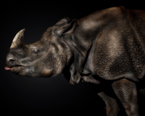 Asian rhinoceros on black background studio photo