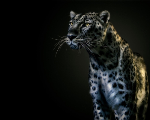 Leopard on black background studio photo