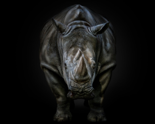 Rhinoceros on black background studio photo