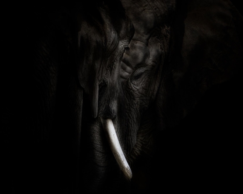 Elephants on black background studio photo