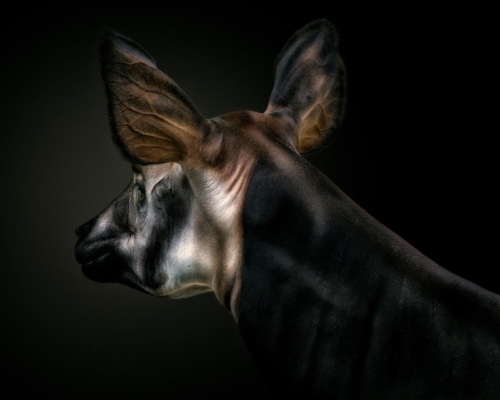 Okapi on black background studio photo