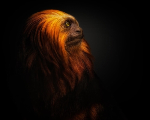 Golden-headed lion tamarin (Leontopithecus chrysomelas) on black background studio photo