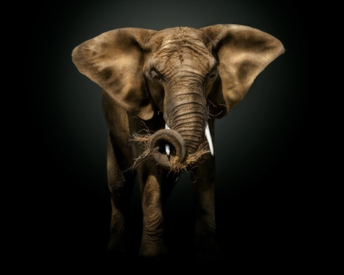 African elephant on black background studio photo