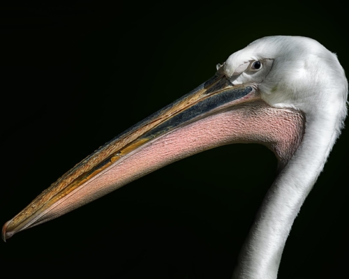 Pelican on black background studio photo