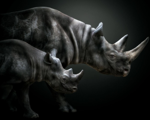White rhinoceros on black background studio photo