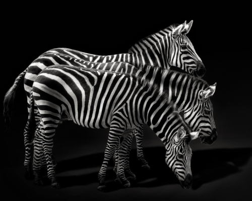Zebras on black background studio photo