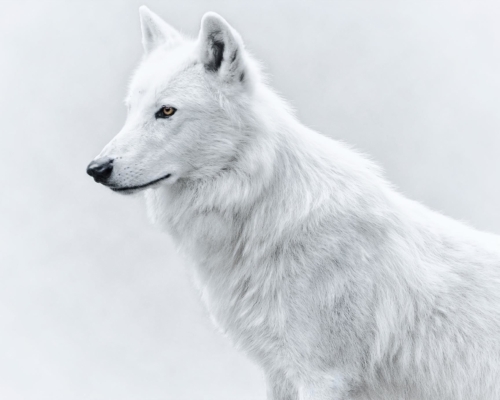 Arctic wolf on white background