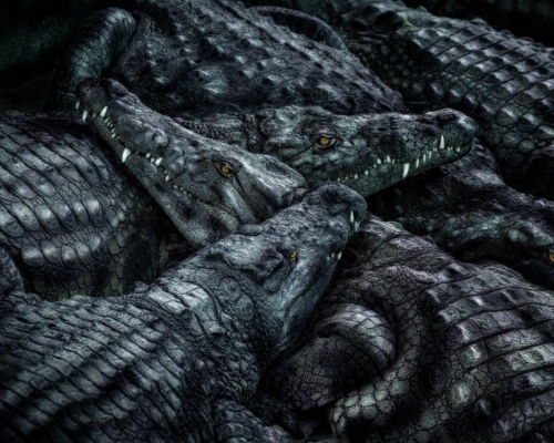 Crocodiles on black background studio photo