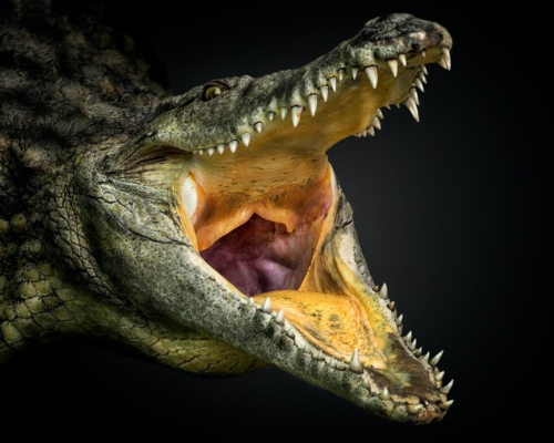 Nile crocodile on black background studio photo