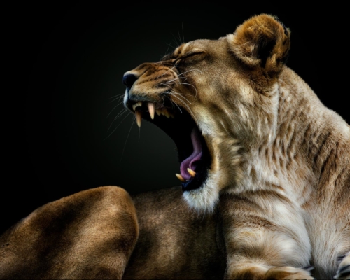 Lioness on black background studio photo