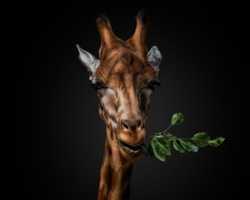 Giraffe eating grass on black background studio photo
