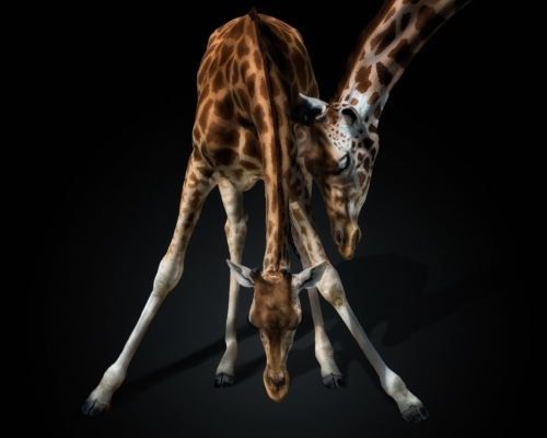 Baby giraffe with mother on black background studio photo