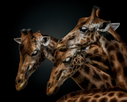 Giraffes on black background studio photo