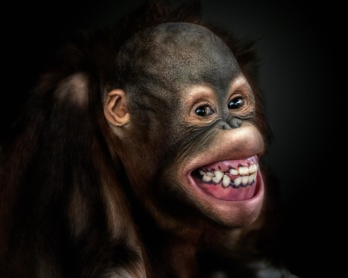 Baby bornean orangutan smiling on black background studio photo