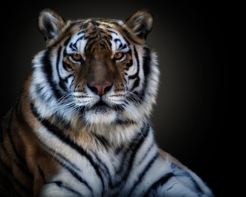 Siberian tiger on black background studio photo