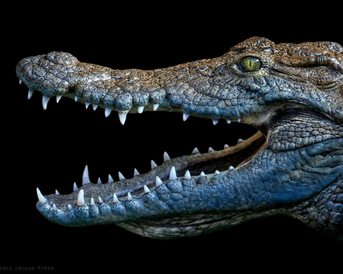 Crocodile on black background studio photo