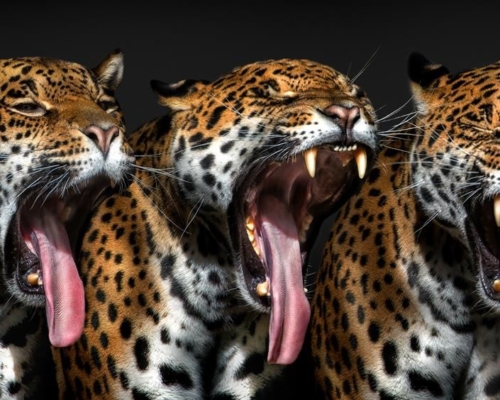 Jaguar yawning sequence on black background studio photo