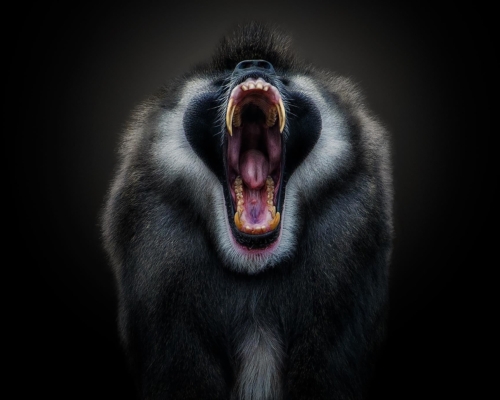 Drill yawning on black background studio photo