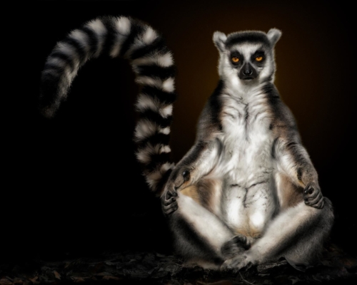 Lemur on black background studio photo