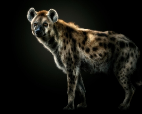 Hyena on black background studio photo