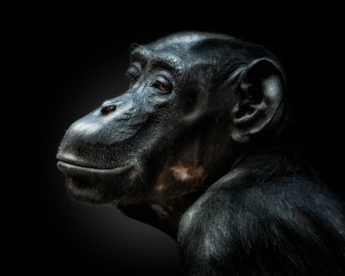 Bonobo on black background studio photo