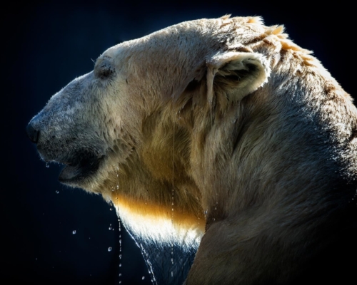 Wet polar bear on black background studio photo