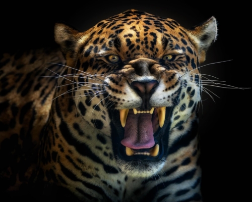 Jaguar on black background studio photo
