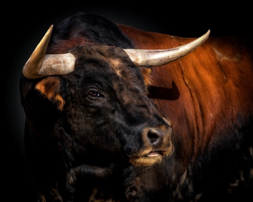 Bull on black background studio photo