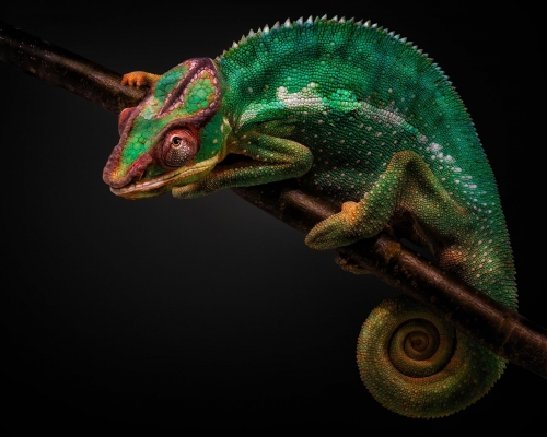 Panther chameleon on black background studio photo
