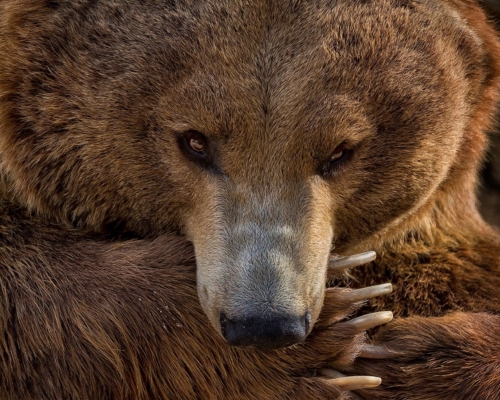 Brown bear biting its long claws
