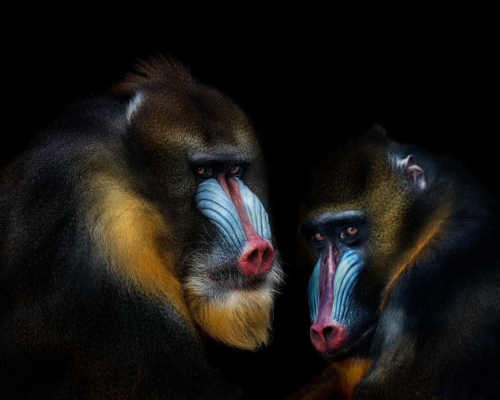 Two mandrills with a conspiratorial look on black background studio photo