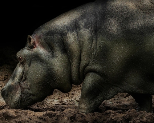 Hippopotamus on black background studio photo