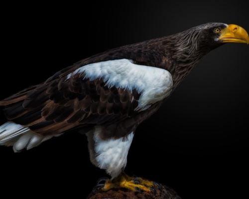 Steller's sea eagle (Haliaeetus pelagicus) on black background studio photo