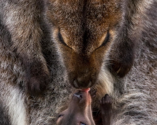 Baby wallaby with mother