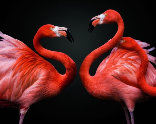 American flamingos on black background studio photo