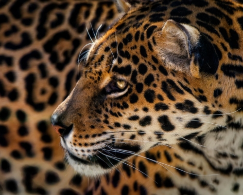 Jaguar on black background studio photo