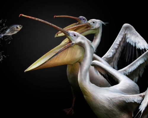 Pelicans on black background studio photo