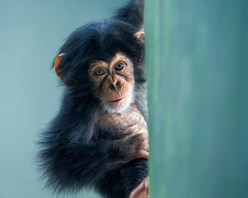 Curious baby chimpanzee