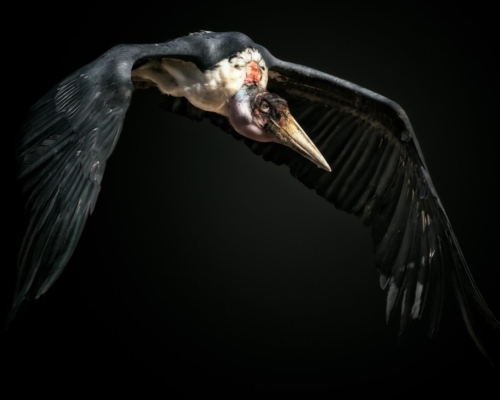 Marabou stork (Leptoptilos crumenifer) on black background studio photo