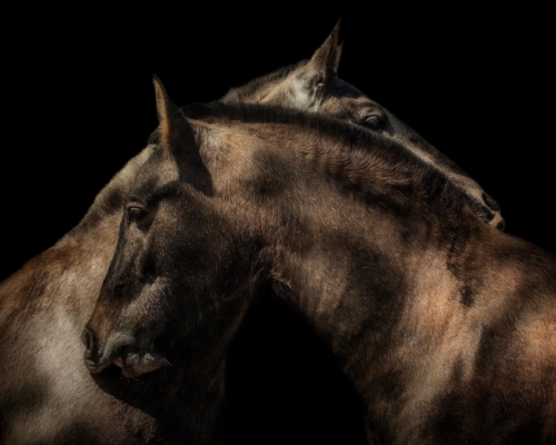 Horses on black background studio photo