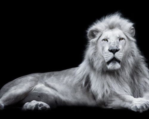 White lion on black background studio photo