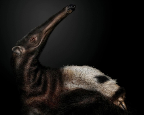 Giant anteater on black background studio photo