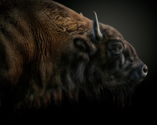 Bison on black background studio photo