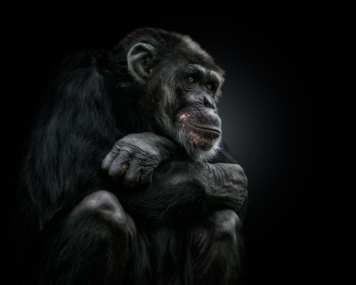 Chimpanzee on black background studio photo