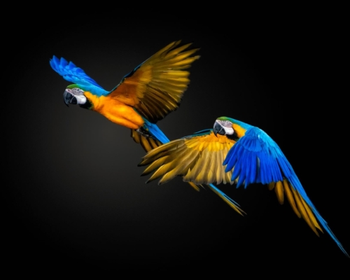 Macaws on black background studio photo